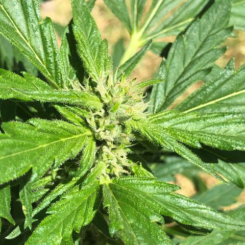 Cheese Auto #2 growlog timeline photo