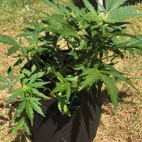 Cheese Auto #2 growlog timeline photo