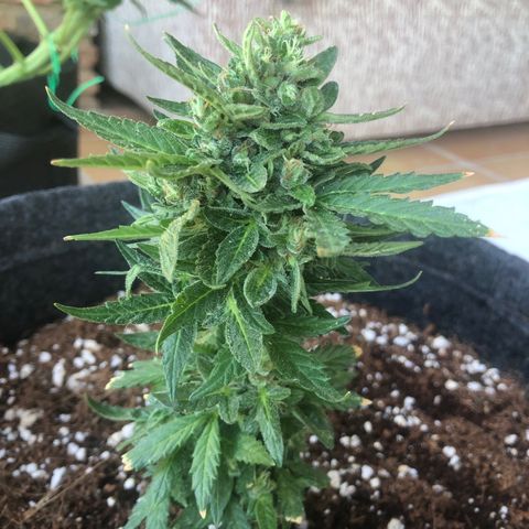 White Widow #1 growlog timeline photo