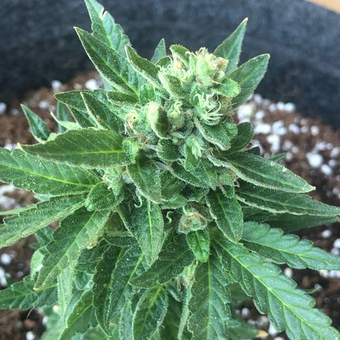 White Widow #1 growlog timeline photo