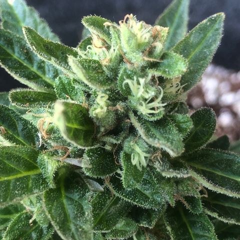 White Widow #1 growlog timeline photo