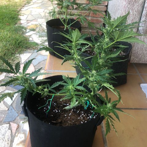 Cheese Auto #2 growlog timeline photo