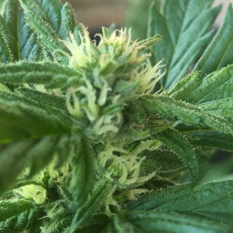 Cheese Auto #2 growlog timeline photo