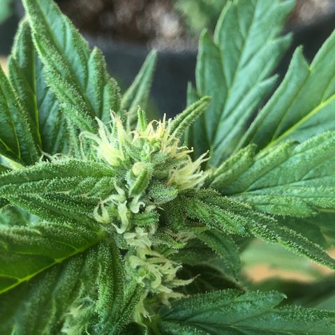 Cheese Auto #2 growlog timeline photo