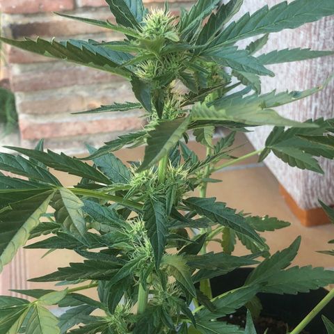 Cheese Auto #1 growlog timeline photo