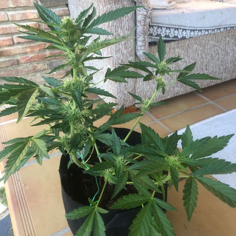 Cheese Auto #1 growlog timeline photo