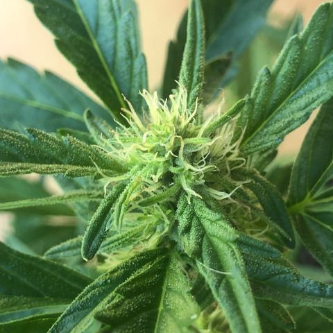 Cheese Auto #1 growlog timeline photo