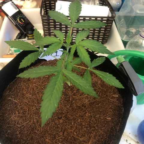 Royal Haze (2) growlog timeline photo