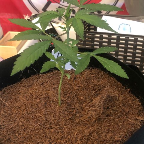 Royal Haze (2) growlog timeline photo