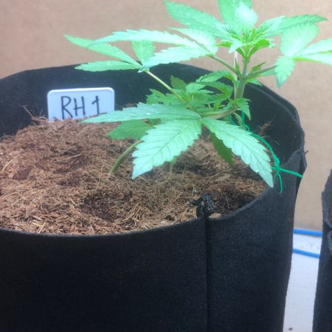 Royal Haze (2) growlog timeline photo