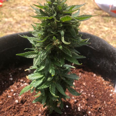 White Widow #1 growlog timeline photo