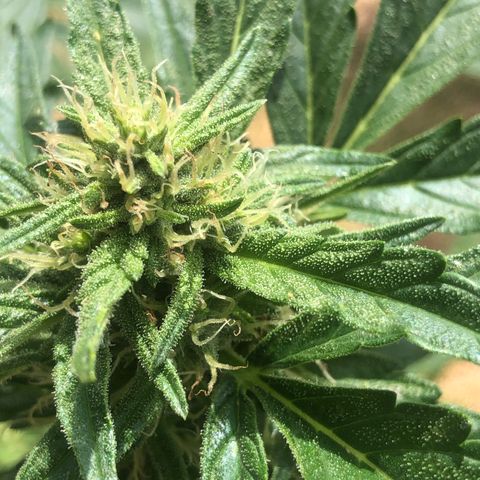 Cheese Auto #1 growlog timeline photo