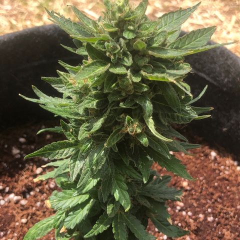 White Widow #1 growlog timeline photo