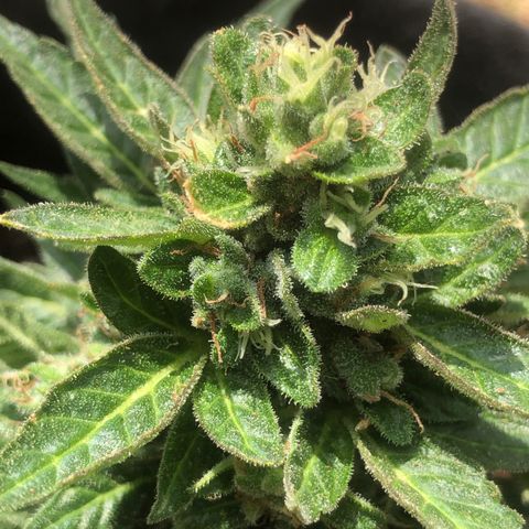 White Widow #1 growlog timeline photo