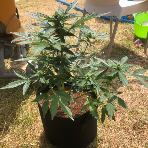 Cheese Auto #1 growlog timeline photo