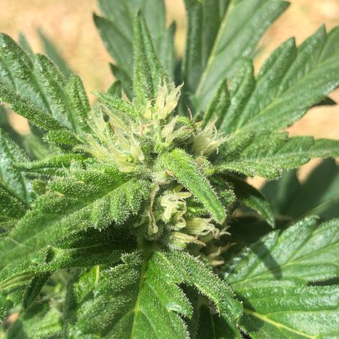 Cheese Auto #2 growlog timeline photo