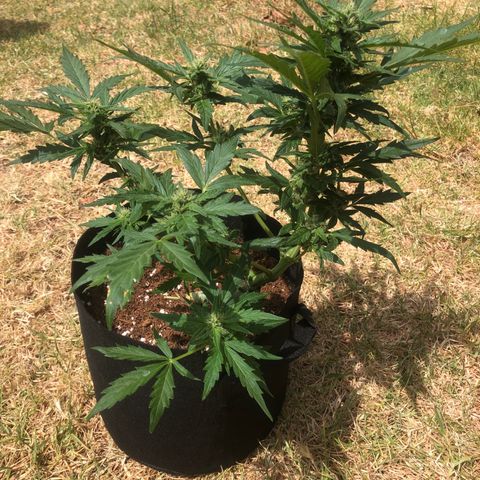 Cheese Auto #2 growlog timeline photo