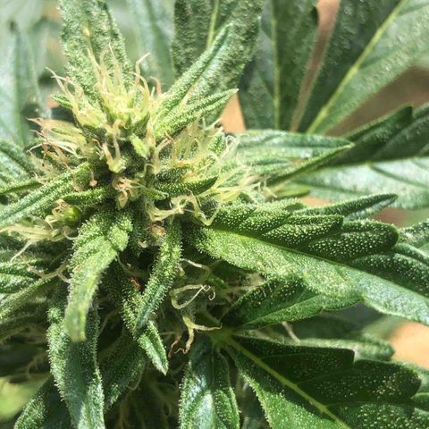 Cheese Auto #1 growlog timeline photo
