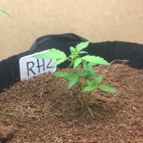 Royal Haze (2) growlog timeline photo