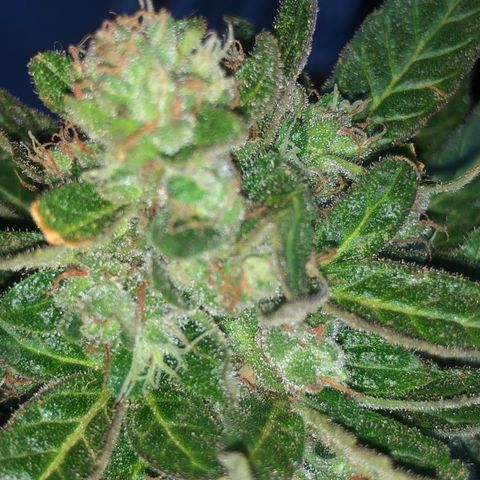 White Widow #1 growlog timeline photo