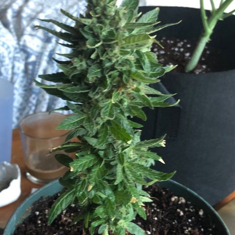 White Widow #1 growlog timeline photo