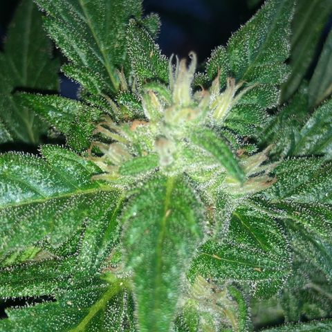 Cheese Auto #2 growlog timeline photo