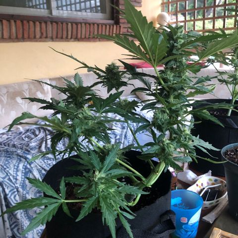 Cheese Auto #2 growlog timeline photo
