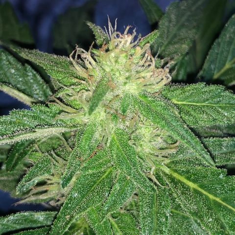 Cheese Auto #1 growlog timeline photo