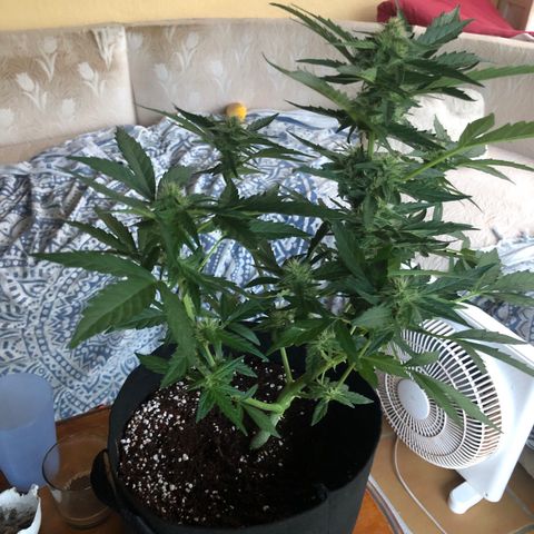 Cheese Auto #1 growlog timeline photo