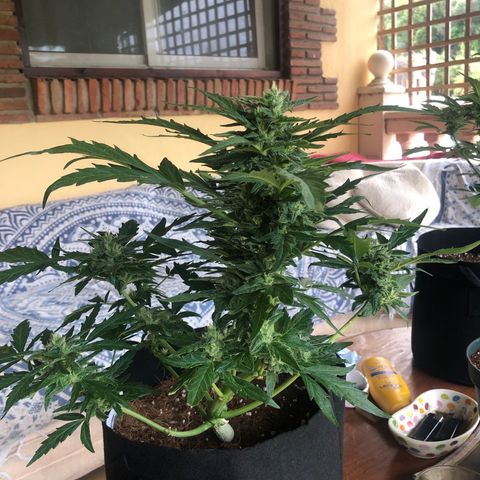 Cheese Auto #2 growlog timeline photo
