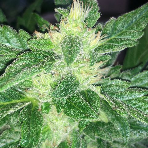 Cheese Auto #2 growlog timeline photo