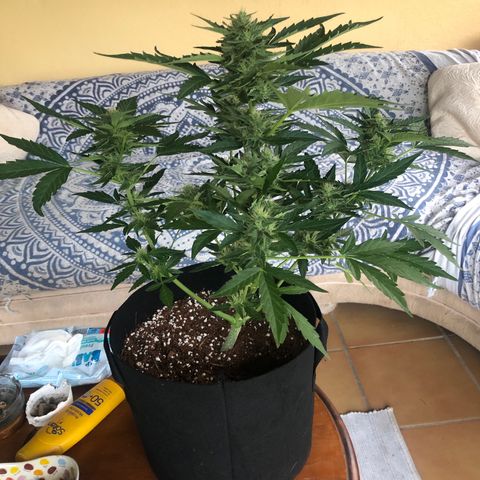Cheese Auto #1 growlog timeline photo