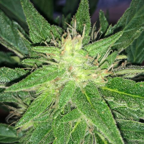 Cheese Auto #1 growlog timeline photo