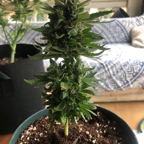 White Widow #1 growlog timeline photo