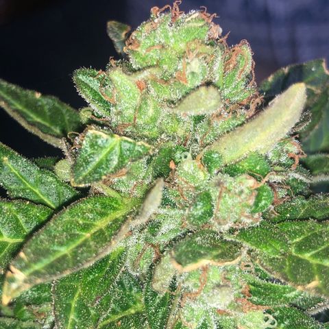 White Widow #1 growlog timeline photo