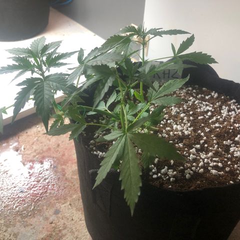 Royal Haze (2) growlog timeline photo
