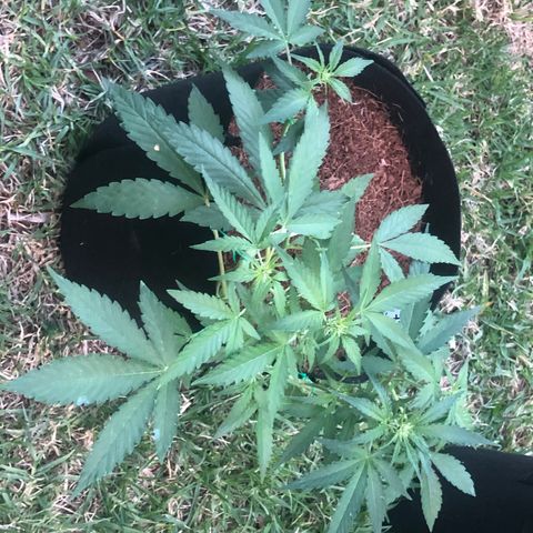 Royal Haze (2) growlog timeline photo