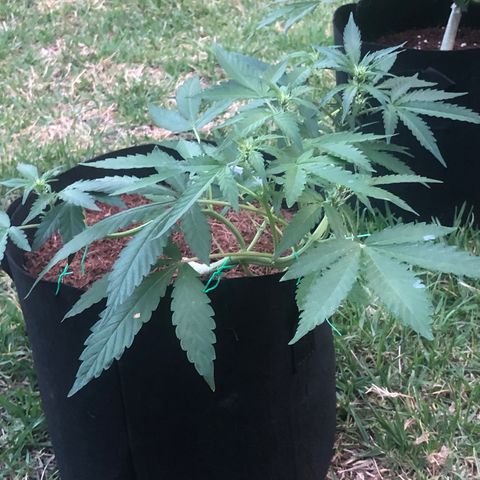 Royal Haze (2) growlog timeline photo