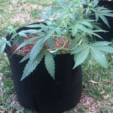 Royal Haze (2) growlog timeline photo