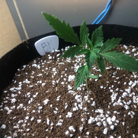 Bluematic growlog timeline photo