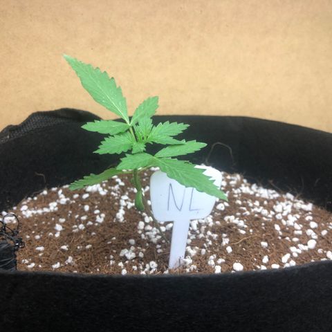 Northern Lights growlog timeline photo