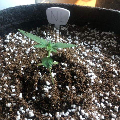 Northern Lights growlog timeline photo