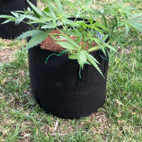 Royal Haze (2) growlog timeline photo