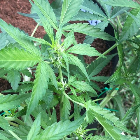 Royal Haze (2) growlog timeline photo