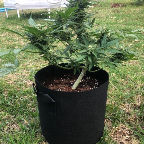 Cheese Auto #2 growlog timeline photo