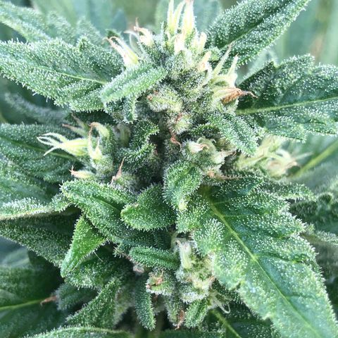 Cheese Auto #2 growlog timeline photo