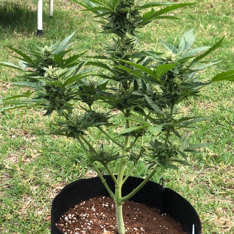 Cheese Auto #1 growlog timeline photo