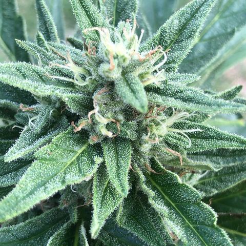 Cheese Auto #1 growlog timeline photo