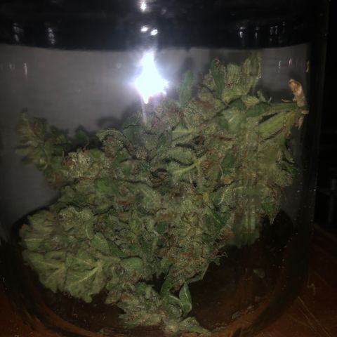 White Widow #1 growlog timeline photo