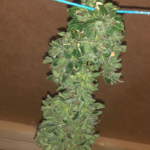White Widow #1 growlog timeline photo